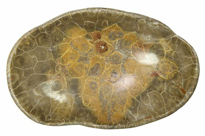 Polished Fossil Coral (Actinocyathus) Dish - Morocco #294073